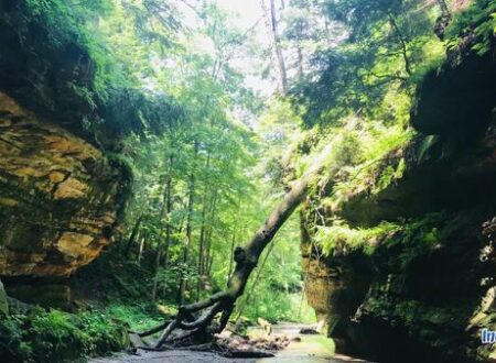 turkey run state park