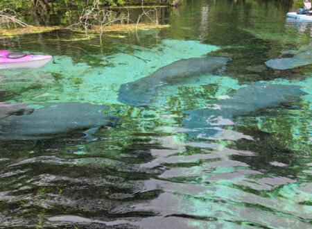 silver springs state park