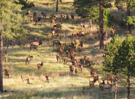 custer state park