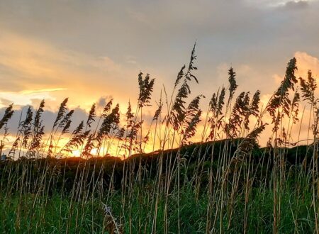 myrtle beach state park