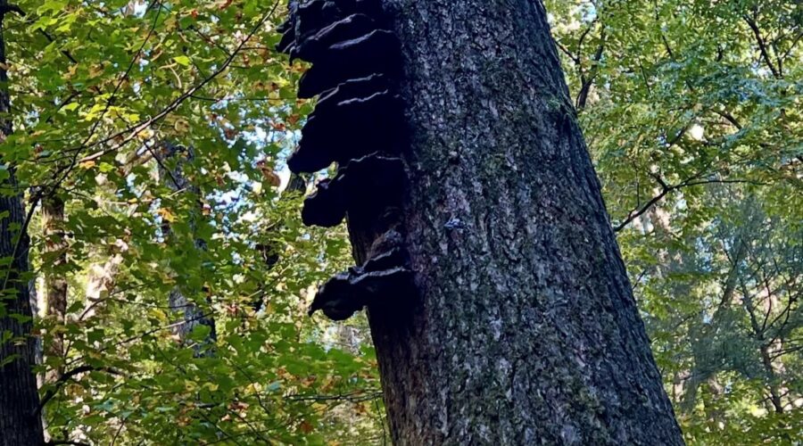 table rock state park
