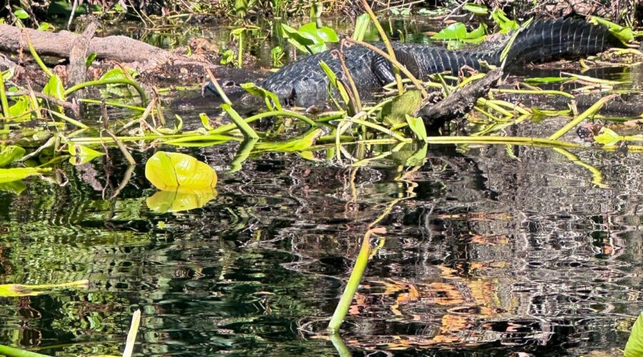 wekiwa springs state park