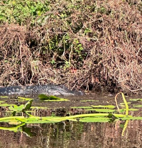 wekiwa springs state park