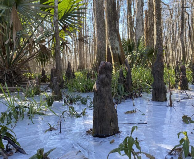 palmetto state park