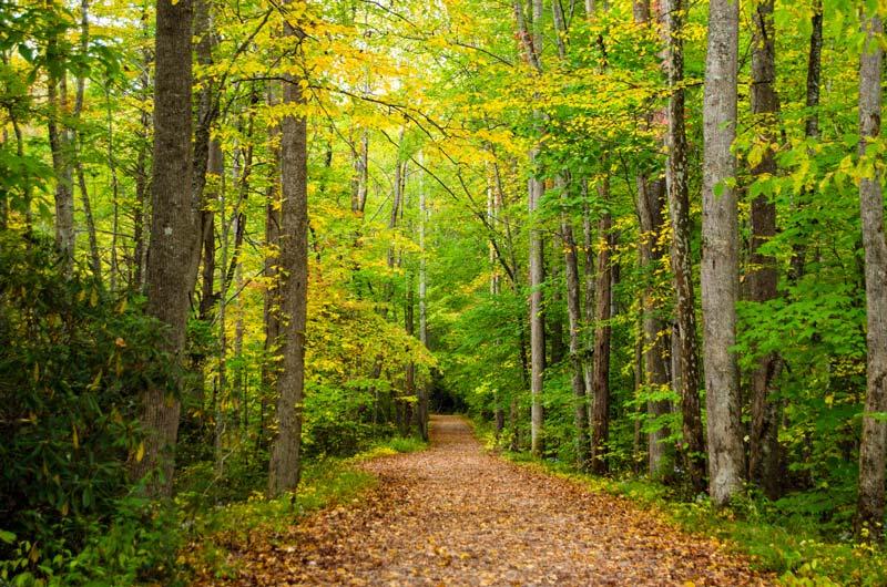 Connecting with ‌Nature: The Trail's Impact‍ on Wellness ⁤and Community