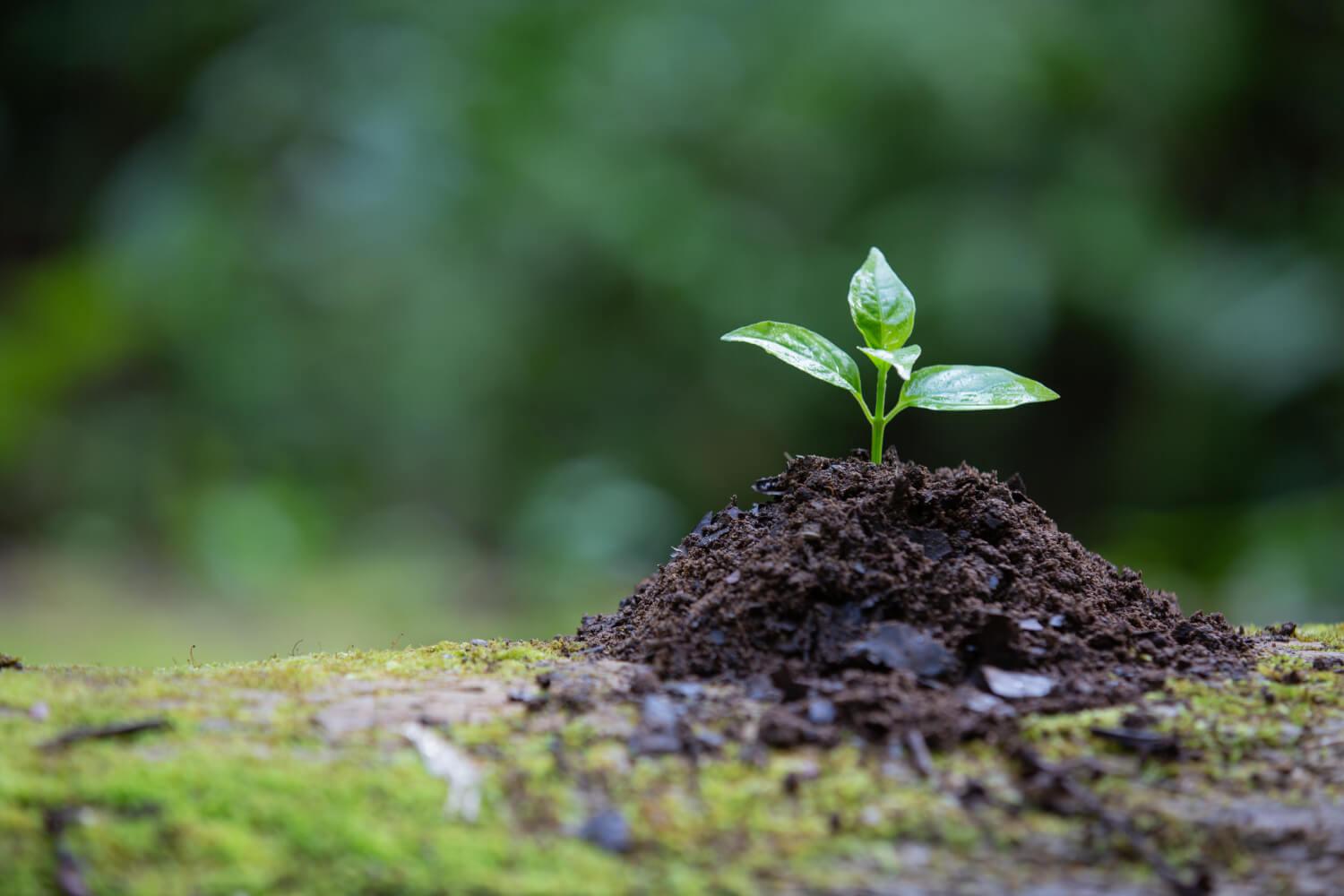 A Commitment ⁣to conservation: Reed's Blueprint for⁢ Sustainable Practices