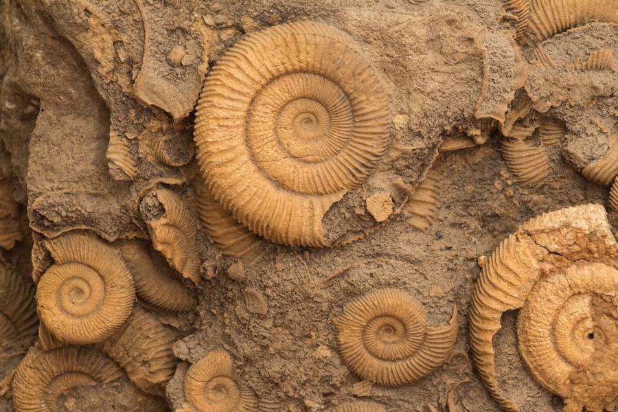 Unearth the Past: Fossil Exploration Opportunities in the Park