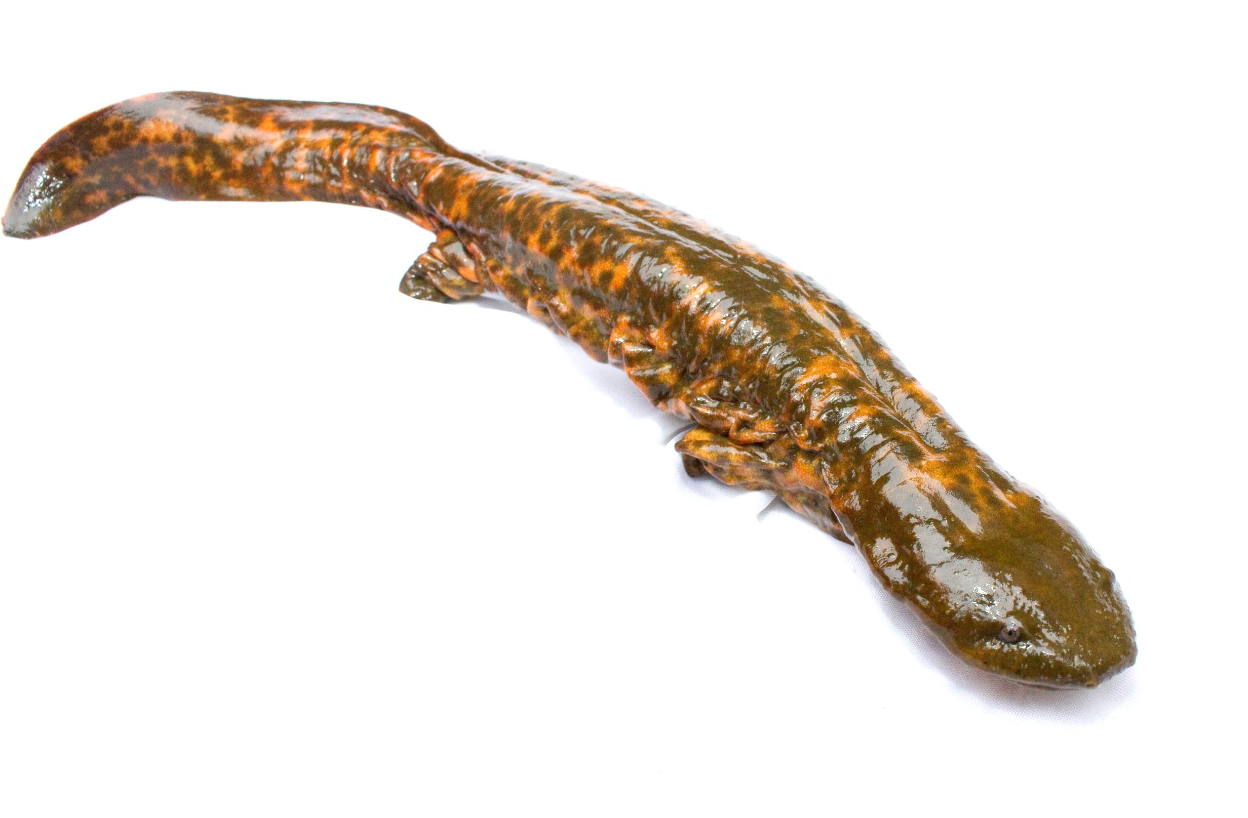 Threats‍ to Hellbenders and⁤ Their Habitat