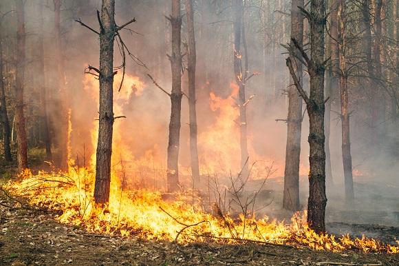 Impact of Vegetation Fires on Local Ecosystems⁣ and ⁢Communities