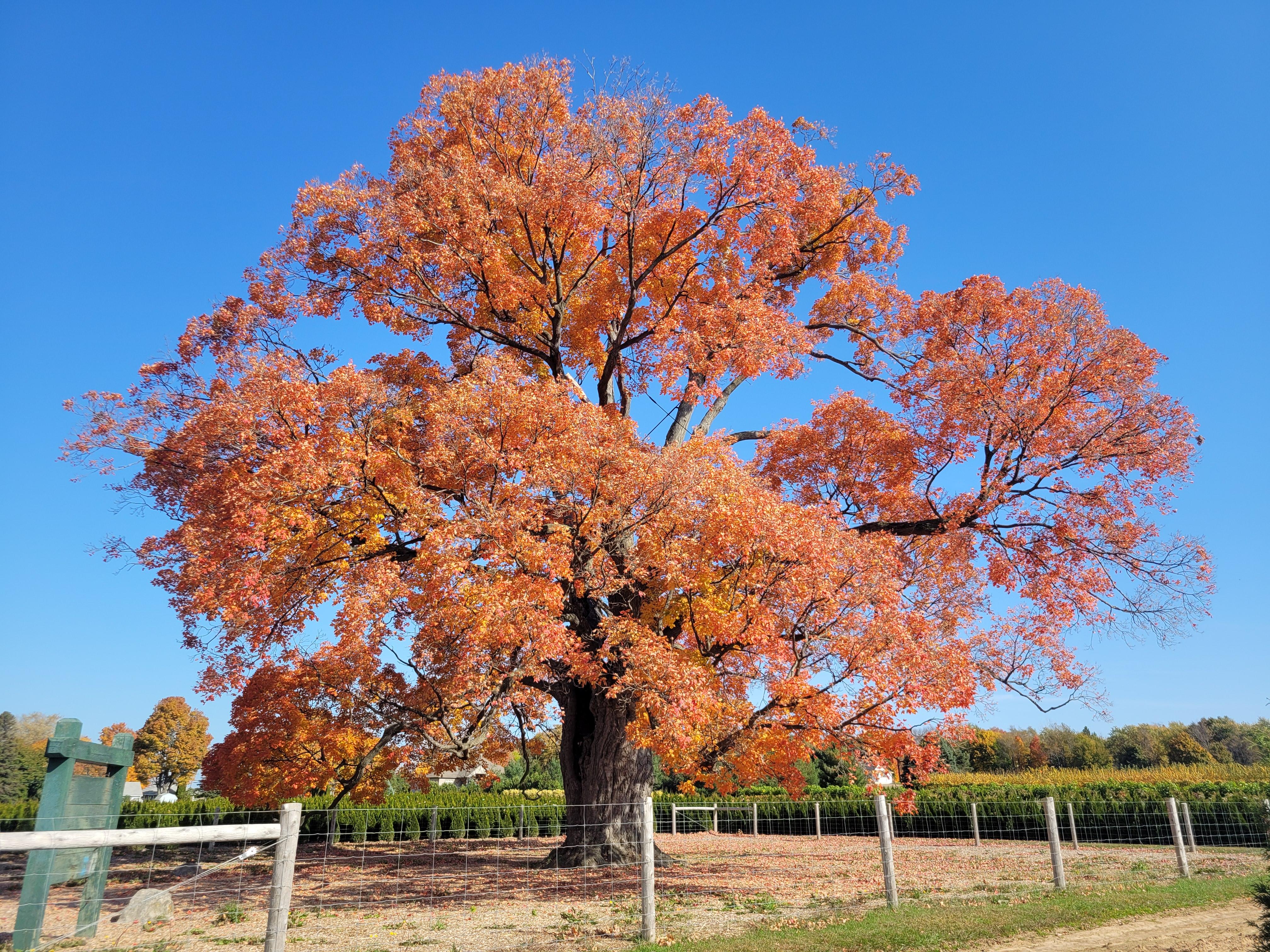 Preserving the Legacy:​ steps for ‌Protecting Historical‍ Trees