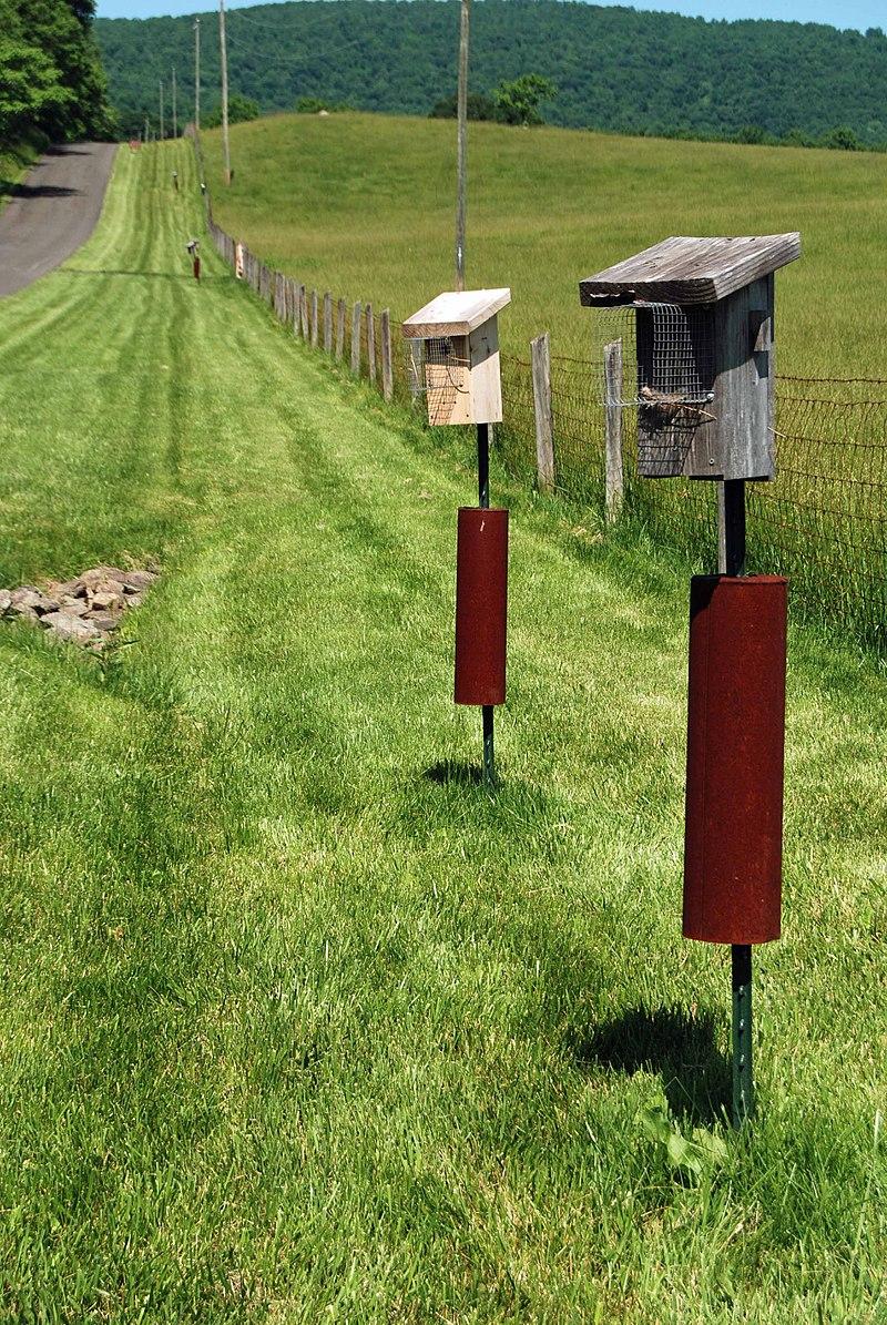 Engaging Activities for Families Along ‍the Bluebird trail