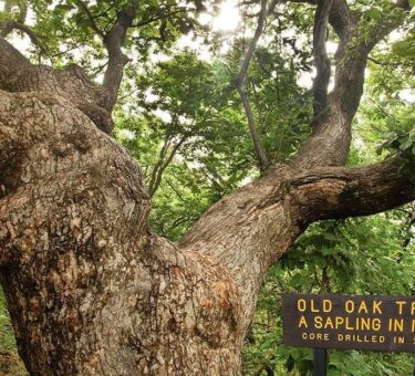One of state’s oldest trees — tourist attraction ‘Old Wolf Oak’ — has died – Nebraska Examiner