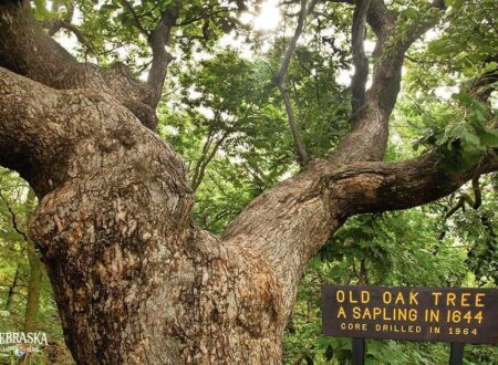 One of state’s oldest trees — tourist attraction ‘Old Wolf Oak’ — has died – Nebraska Examiner