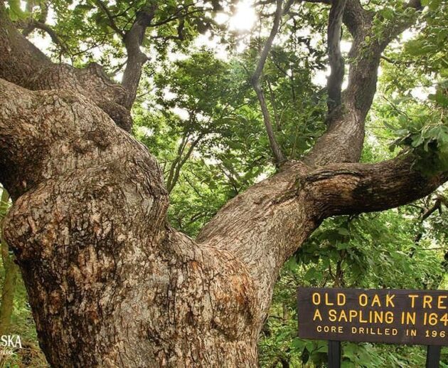 One of state’s oldest trees — tourist attraction ‘Old Wolf Oak’ — has died – Nebraska Examiner