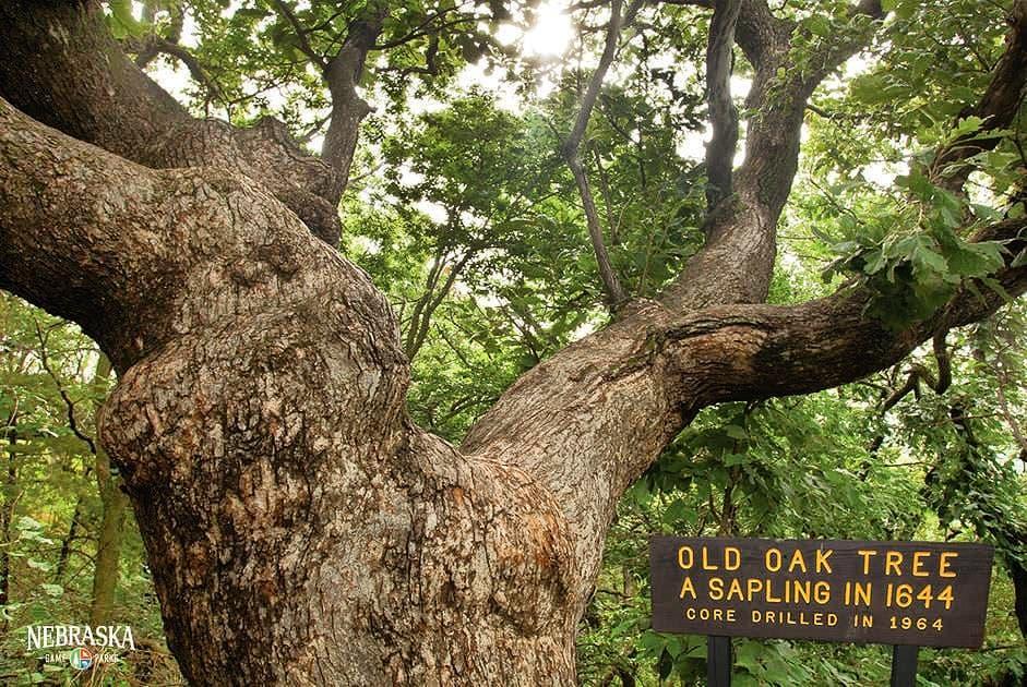 One of state’s oldest trees — tourist attraction ‘Old Wolf Oak’ — has died – Nebraska Examiner