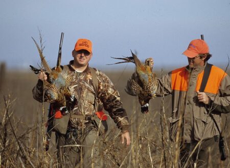 South Dakota records best pheasant season in 13 years, state parks department says – South Dakota Searchlight