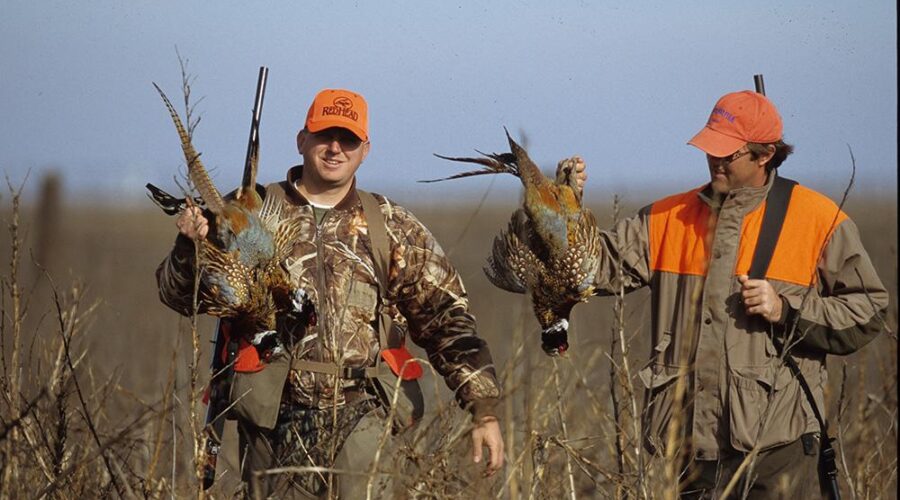 South Dakota records best pheasant season in 13 years, state parks department says – South Dakota Searchlight