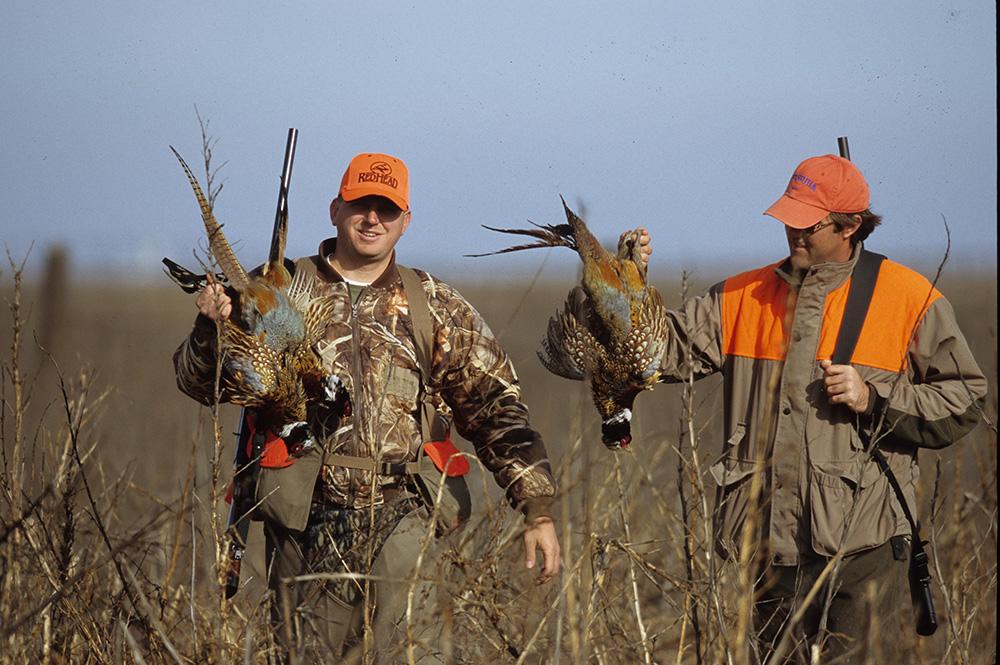 South Dakota records best pheasant season in 13 years, state parks department says – South Dakota Searchlight