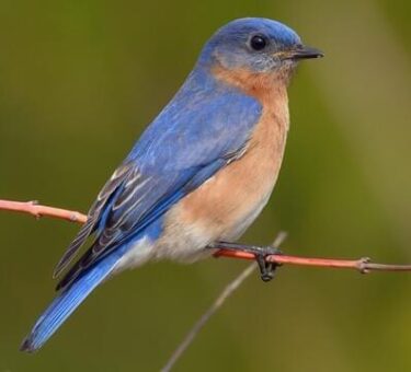 A Feathered Comeback: Explore the Bluebird Trail at Sky Meadows State Park – Royal Examiner