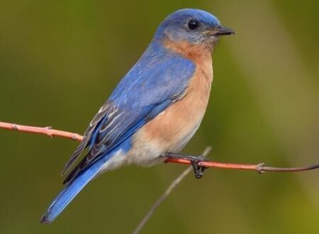 A Feathered Comeback: Explore the Bluebird Trail at Sky Meadows State Park – Royal Examiner