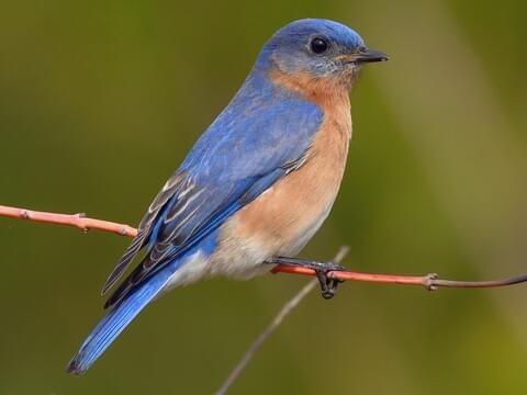 A Feathered Comeback: Explore the Bluebird Trail at Sky Meadows State Park – Royal Examiner