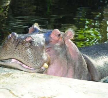 Lu the hippo, and an appreciation for Florida State Parks – Boca Beacon