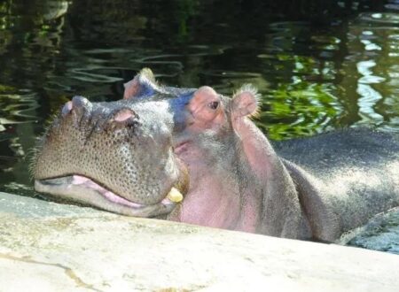 Lu the hippo, and an appreciation for Florida State Parks – Boca Beacon