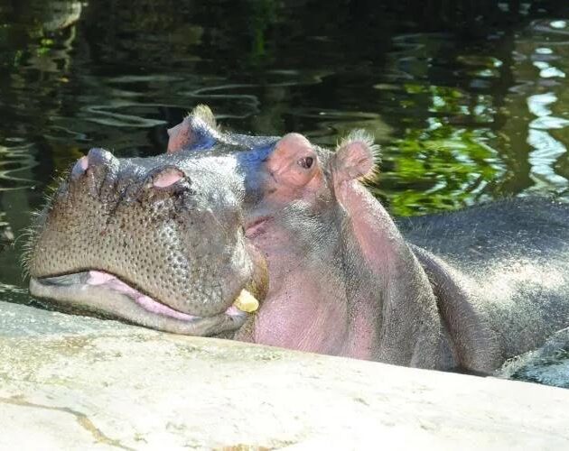 Lu the hippo, and an appreciation for Florida State Parks – Boca Beacon