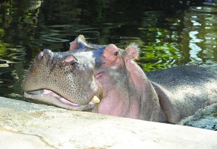 Lu the hippo, and an appreciation for Florida State Parks – Boca Beacon