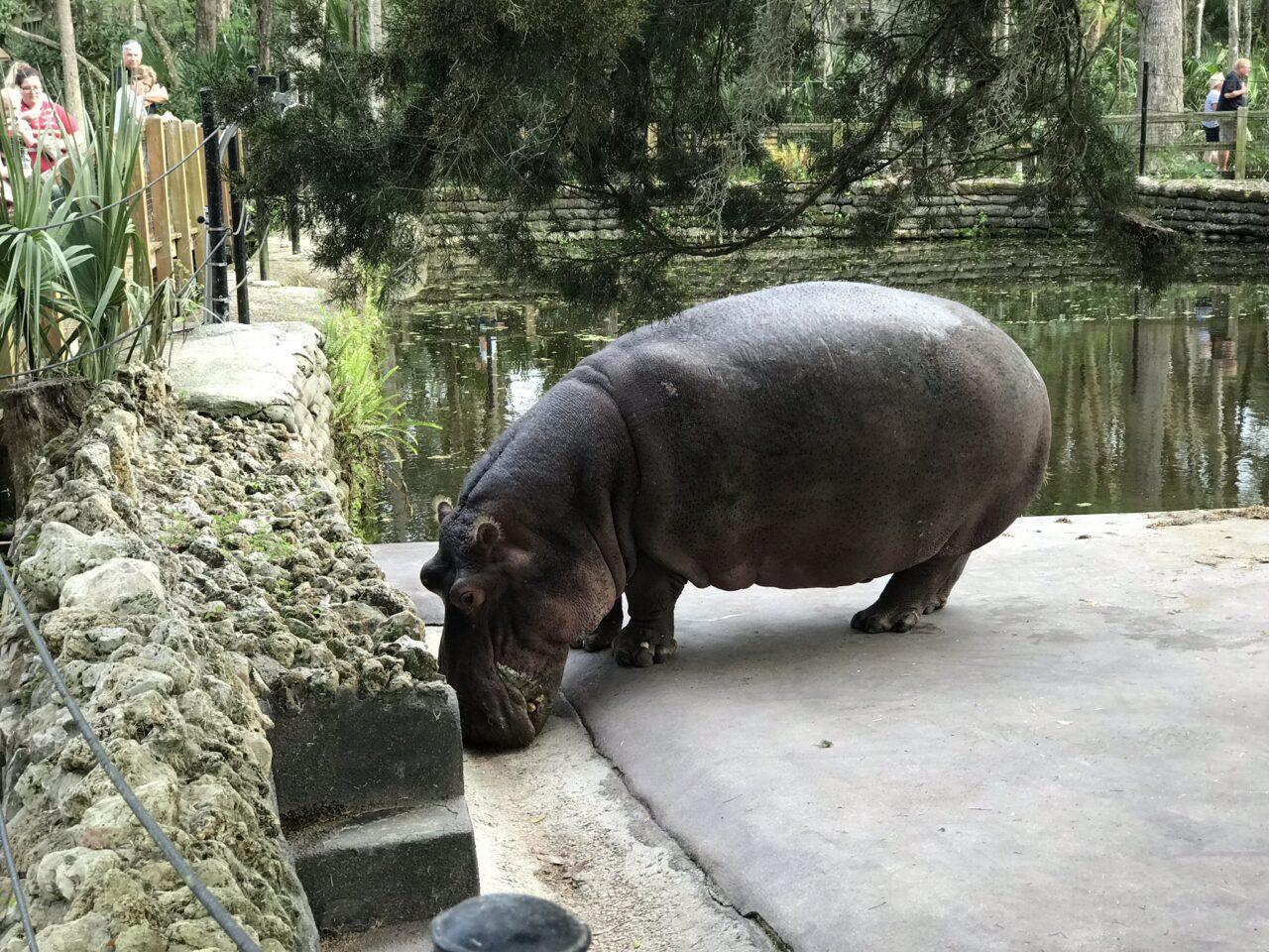Exploring ‌the Adventures of ‌Lu the Hippo‍ in Florida State Parks