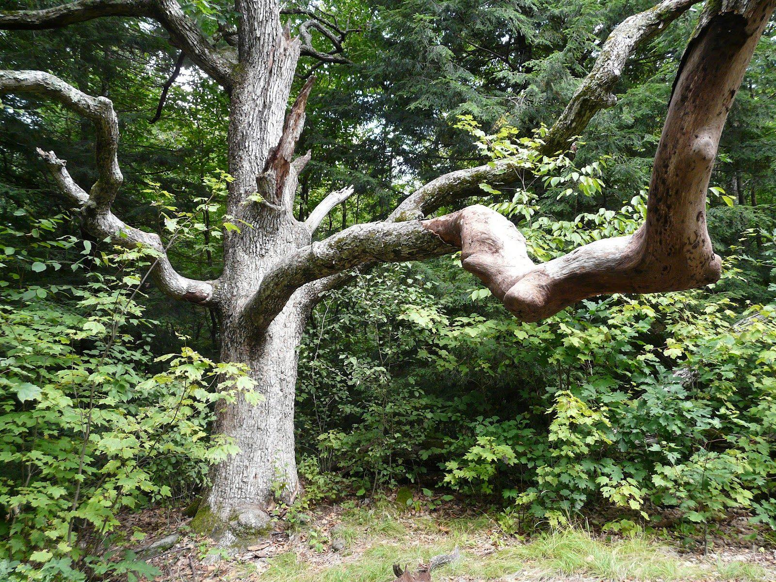 The Historical Significance of Old Wolf Oak in Nebraska's Heritage