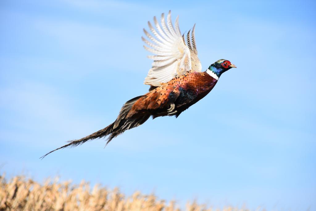 The Economic Impact of Pheasant Hunting ‌on Local Communities