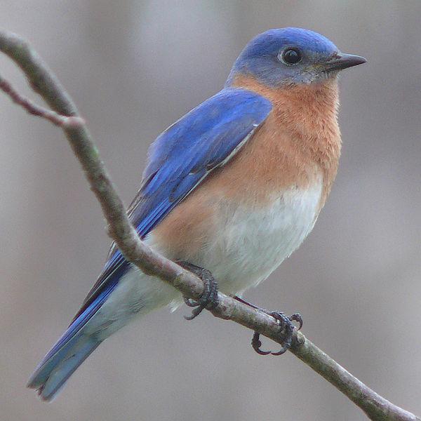 The Importance of Bluebird Conservation for Local Ecosystems
