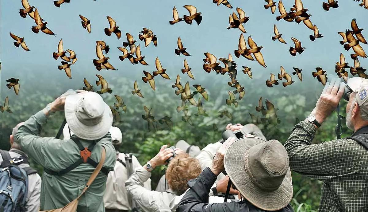 Essential Tips ‌for Birdwatching Enthusiasts on the Trail