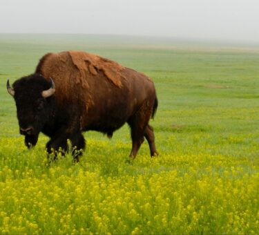 Guided Bison Saunter July 12 at Prairie State Park – Newstalk KZRG