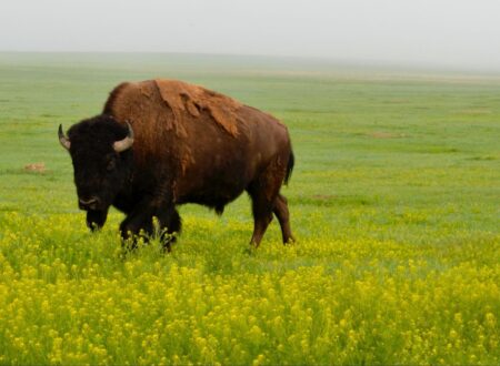 Guided Bison Saunter July 12 at Prairie State Park – Newstalk KZRG