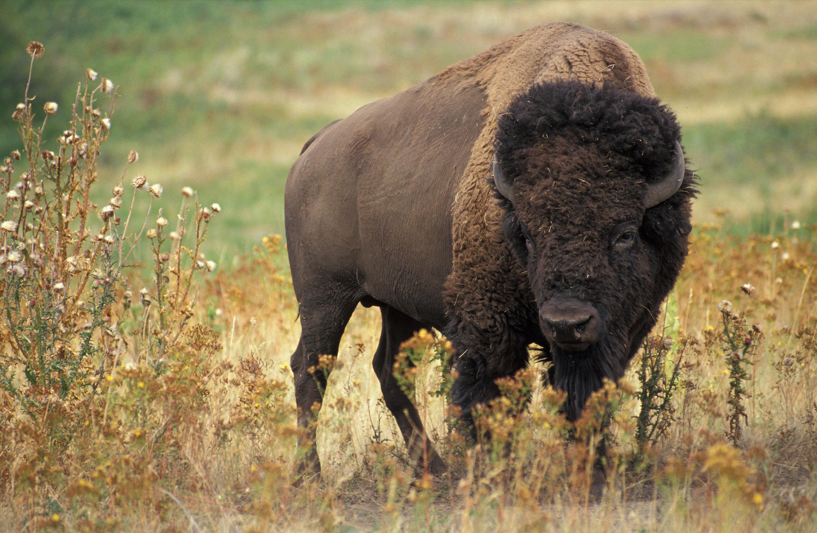 A‍ Day ⁣in the Life of a Bison: what to Expect