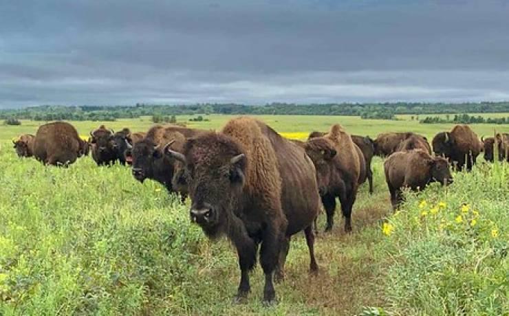 Exploring Prairie State Park's Unique Ecosystem