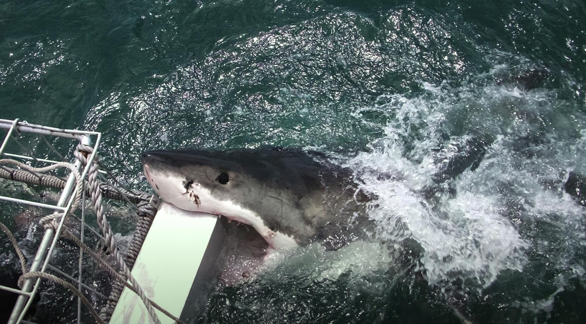 Expert ‍Insights on Shark Behavior and⁣ Safety Measures