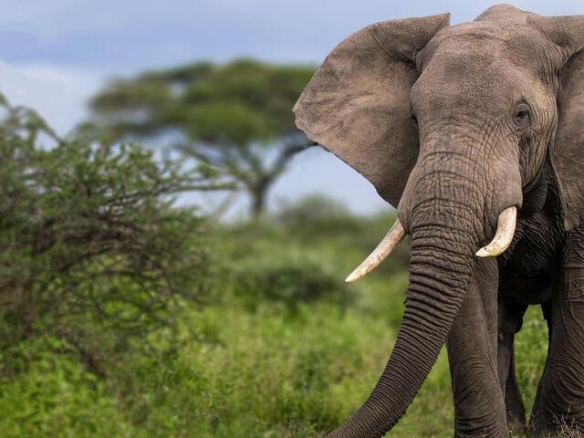 Uncovering the Unique Wildlife‍ and Ecosystems of the Area