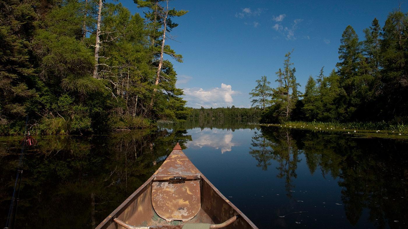 Understanding the Changed‍ landscape in Northern State Forests